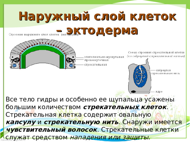 Наружный слой клеток – эктодерма Все тело гидры и особенно ее щупальца усажены большим количеством стрекательных клеток . Стрекательная клетка содержит овальную капсулу и стрекательную нить . Снаружи имеется чувствительный волосок . Стрекательные клетки служат средством нападения или защиты . 
