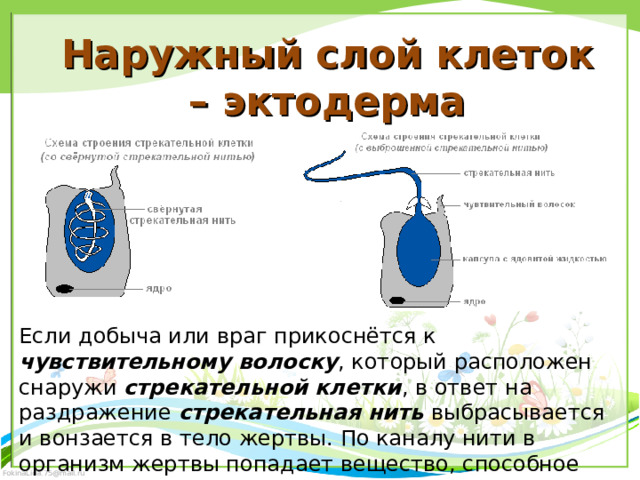 Наружный слой клеток – эктодерма Если добыча или враг прикоснётся к чувствительному волоску , который расположен снаружи стрекательной клетки , в ответ на раздражение стрекательная нить выбрасывается и вонзается в тело жертвы. По каналу нити в организм жертвы попадает вещество, способное парализовать жертву. 