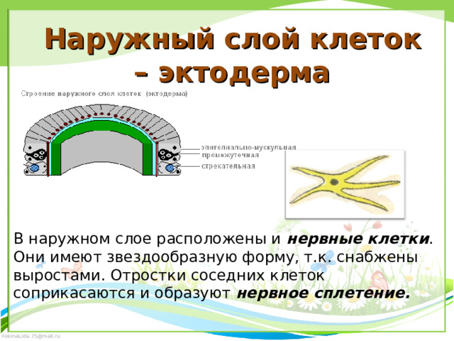 Наружный слой клеток – эктодерма В наружном слое расположены и нервные клетки . Они имеют звездообразную форму, т.к. снабжены выростами. Отростки соседних клеток соприкасаются и образуют нервное сплетение. 