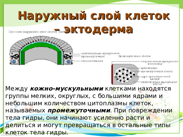 Наружный слой клеток – эктодерма Между кожно-мускульными клетками находятся группы мелких, округлых, с большими ядрами и небольшим количеством цитоплазмы клеток, называемых промежуточными . При повреждении тела гидры, они начинают усиленно расти и делиться и могут превращаться в остальные типы клеток тела гидры. 