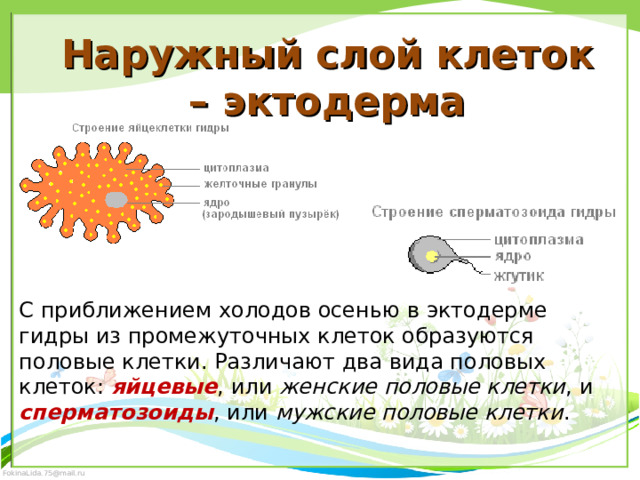 Наружный слой клеток – эктодерма С приближением холодов осенью в эктодерме гидры из промежуточных клеток образуются половые клетки. Различают два вида половых клеток: яйцевые , или женские половые клетки , и сперматозоиды , или мужские половые клетки . 