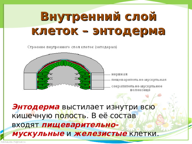 Внутренний слой клеток – энтодерма Энтодерма выстилает изнутри всю кишечную полость. В её состав входят  пищеварительно-мускульные  и  железистые  клетки. 