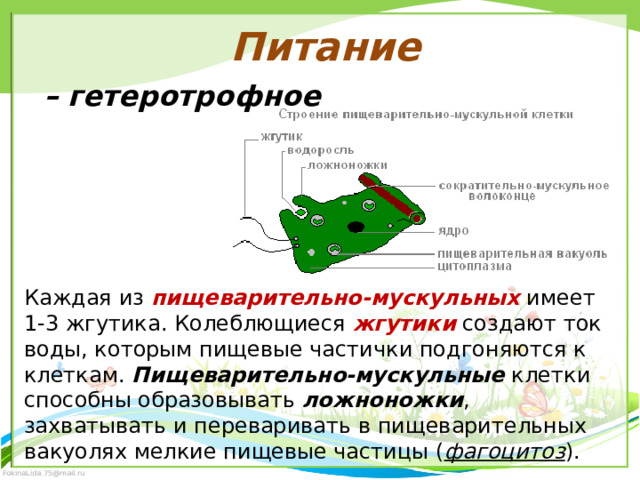 Питание – гетеротрофное Каждая из пищеварительно-мускульных имеет 1-3 жгутика. Колеблющиеся жгутики  создают ток воды, которым пищевые частички подгоняются к клеткам. Пищеварительно-мускульные клетки способны образовывать  ложноножки , захватывать и переваривать в пищеварительных вакуолях мелкие пищевые частицы ( фагоцитоз ). 