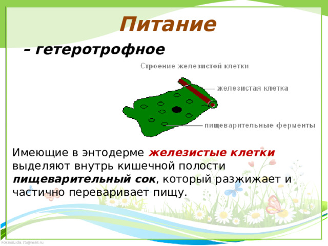 Питание – гетеротрофное Имеющие в энтодерме железистые клетки выделяют внутрь кишечной полости пищеварительный сок , который разжижает и частично переваривает пищу. 