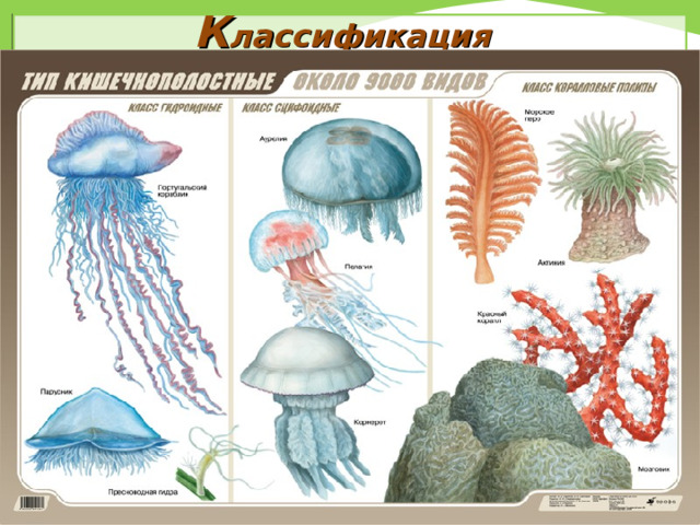 К лассификация 