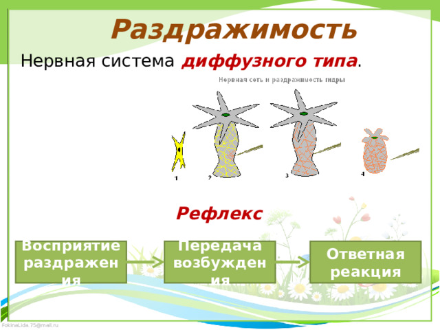 Раздражимость Нервная система диффузного типа . Рефлекс Восприятие раздражения Передача возбуждения Ответная реакция 