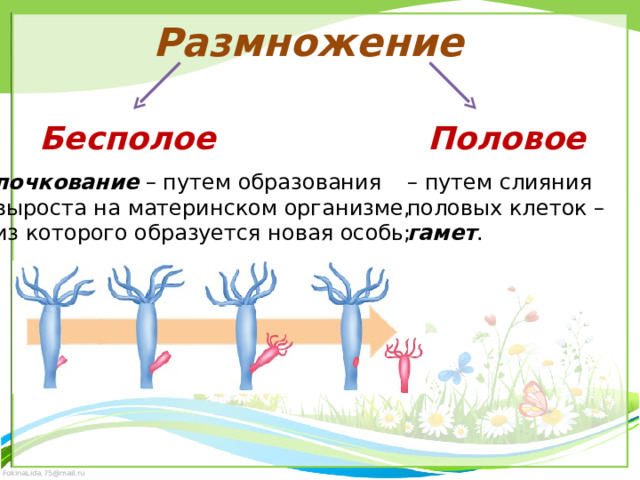 Размножение Бесполое Половое почкование – путем образования выроста на материнском организме, из которого образуется новая особь; – путем слияния половых клеток – гамет . 
