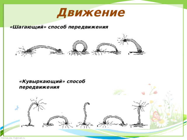 Движение «Шагающий» способ передвижения «Кувыркающий» способ передвижения 