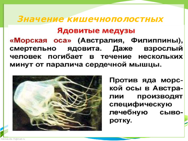 Значение кишечнополостных 