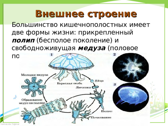Внешнее строение Большинство кишечнополостных имеет две формы жизни: прикрепленный полип (бесполое поколение) и свободноживущая медуза (половое поколение). 