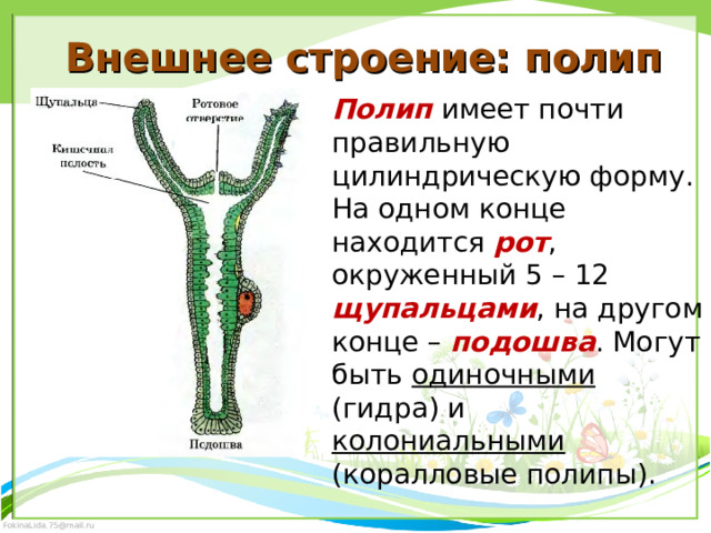 Внешнее строение: полип Полип имеет почти правильную цилиндрическую форму. На одном конце находится рот , окруженный 5 – 12 щупальцами , на другом конце – подошва . Могут быть одиночными (гидра) и колониальными (коралловые полипы). 