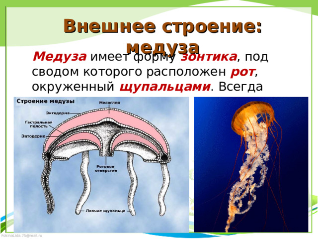 Внешнее строение: медуза Медуза имеет форму зонтика , под сводом которого расположен рот , окруженный щупальцами . Всегда одиночные . 