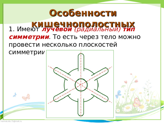 Особенности кишечнополостных 1. Имеют лучевой (радиальный) тип симметрии . То есть через тело можно провести несколько плоскостей симметрии. 