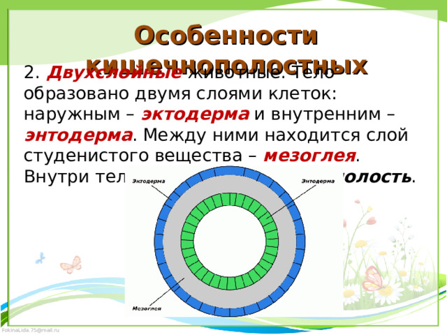 Особенности кишечнополостных 2. Двухслойные  животные. Тело образовано двумя слоями клеток: наружным – эктодерма и внутренним – энтодерма . Между ними находится слой студенистого вещества – мезоглея . Внутри тела имеется кишечная полость . 