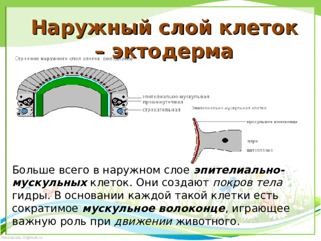 Наружный слой клеток – эктодерма Больше всего в наружном слое эпителиально-мускульных клеток. Они создают покров тела гидры. В основании каждой такой клетки есть сократимое мускульное волоконце , играющее важную роль при движении животного. 