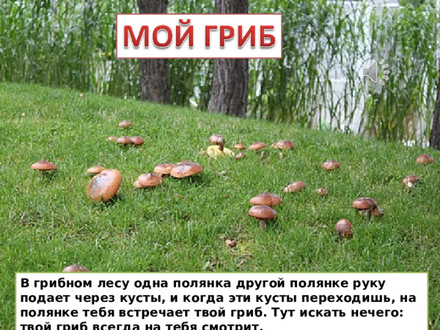 В грибном лесу одна полянка другой полянке руку подает через кусты, и когда эти кусты переходишь, на полянке тебя встречает твой гриб. Тут искать нечего: твой гриб всегда на тебя смотрит. В грибном лесу одна полянка другой полянке руку подает через кусты, и когда эти кусты переходишь, на полянке тебя встречает твой гриб. Тут искать нечего: твой гриб всегда на тебя смотрит.  
