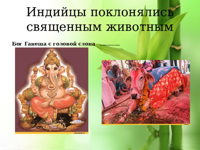Индийцы поклонялись священным животным Бог Ганеша с головой слона    Особое почитание коровы 