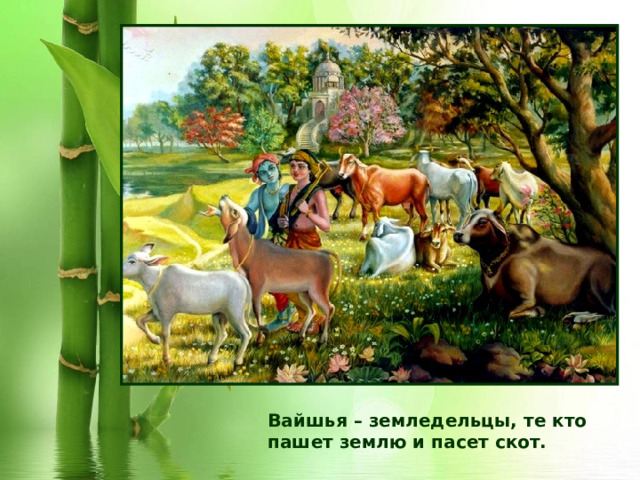 Вайшья – земледельцы, те кто пашет землю и пасет скот. 