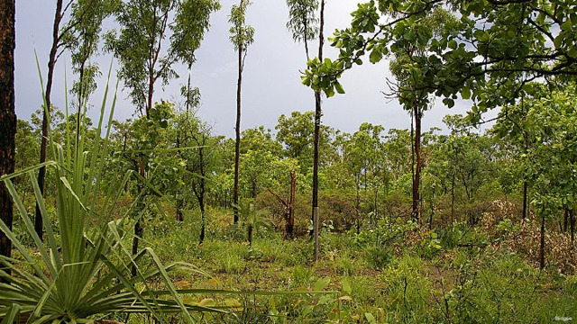 Bidgee 