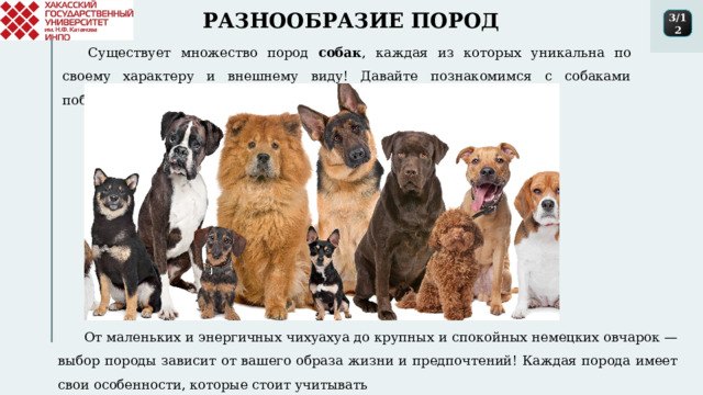 РАЗНООБРАЗИЕ ПОРОД 3/12 Существует множество пород собак , каждая из которых уникальна по своему характеру и внешнему виду! Давайте познакомимся с собаками поближе! От маленьких и энергичных чихуахуа до крупных и спокойных немецких овчарок — выбор породы зависит от вашего образа жизни и предпочтений! Каждая порода имеет свои особенности, которые стоит учитывать 1 