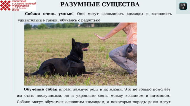 РАЗУМНЫЕ СУЩЕСТВА 4/12 Собаки очень умные! Они могут запоминать команды и выполнять удивительные трюки, обучаясь с радостью! Обучение собак играет важную роль в их жизни. Это не только помогает им стать послушными, но и укрепляет связь между хозяином и питомцем. Собаки могут обучаться основным командам, а некоторые породы даже могут выполнять сложные трюки! 1 