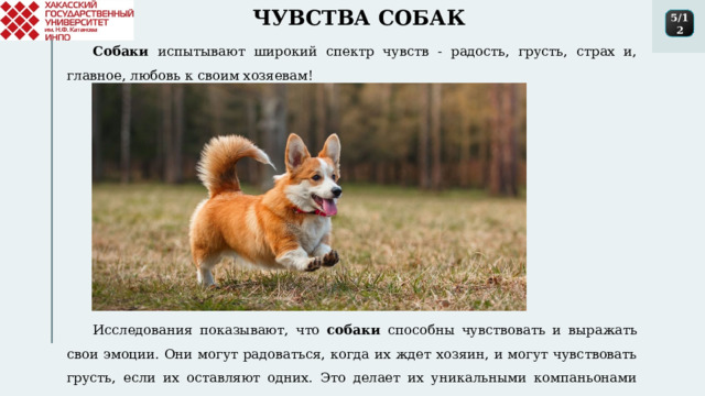 ЧУВСТВА СОБАК 5/12 Собаки испытывают широкий спектр чувств - радость, грусть, страх и, главное, любовь к своим хозяевам! Исследования показывают, что собаки способны чувствовать и выражать свои эмоции. Они могут радоваться, когда их ждет хозяин, и могут чувствовать грусть, если их оставляют одних. Это делает их уникальными компаньонами для человека. 1 