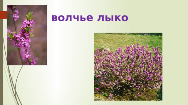 волчье лыко 