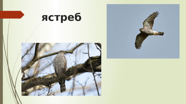 ястреб 