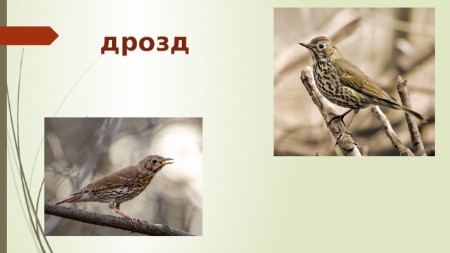 дрозд 