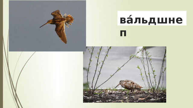 ва́льдшнеп 
