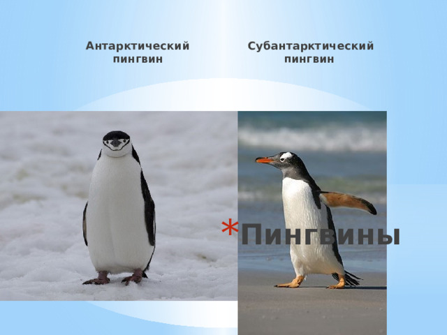 Антарктический пингвин  Субантарктический пингвин Пингвины 