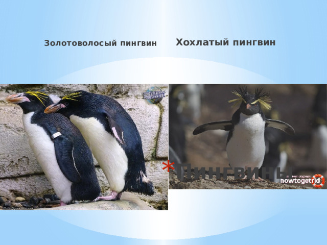 Золотоволосый пингвин Хохлатый пингвин Пингвины 