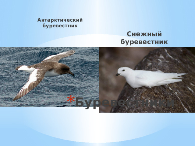 Антарктический буревестник Снежный буревестник Буревестники 