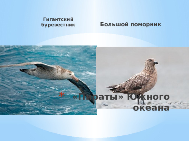 Гигантский буревестник Большой поморник «Пираты» Южного океана 