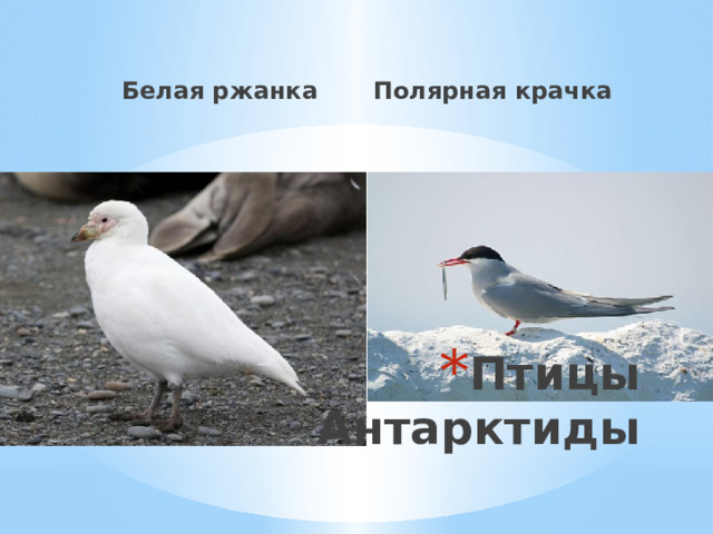 Белая ржанка Полярная крачка Птицы Антарктиды 