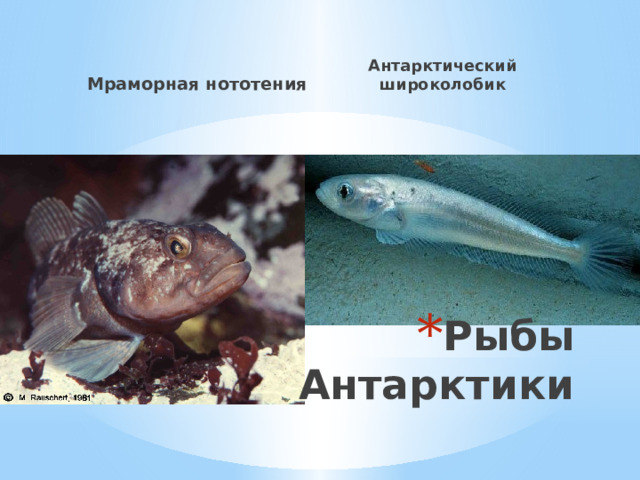 Мраморная нототения Антарктический широколобик Рыбы Антарктики 