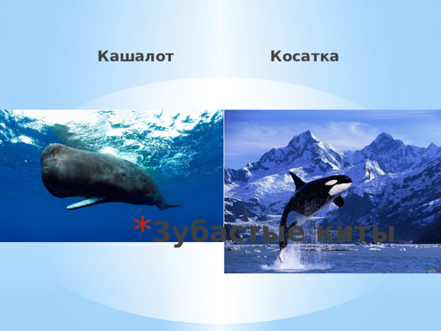 Кашалот Косатка Зубастые киты 