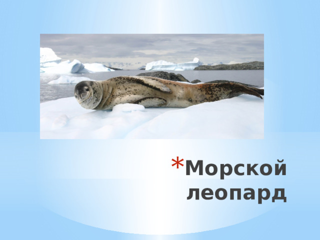 Морской леопард 