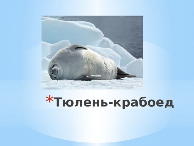 Тюлень-крабоед 