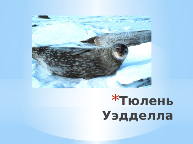 Тюлень Уэдделла 