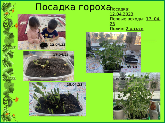Посадка гороха Посадка: 12.04.2023 Первые всходы: 17. 04. 23 Полив: 2 раза в неделю Урожай: _____________ 12.04.23 17.04.23 06.05.23 19.05.23 28.04.23 