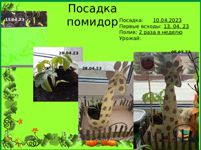 Посадка помидор Посадка: 10.04.2023 13.04.23 Первые всходы: 13. 04. 23 Полив: 2 раза в неделю Урожай: 06.05.23 28.04.23 28.04.23 