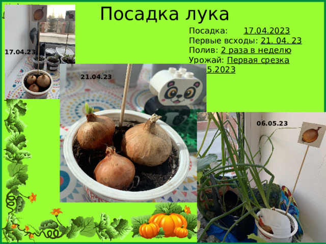 Посадка лука Посадка: 17.04.2023 Первые всходы: 21. 04. 23 Полив: 2 раза в неделю Урожай: Первая срезка 13.05.2023 17.04.23 21.04.23 06.05.23 