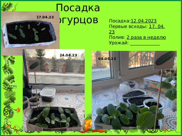 Посадка огурцов 17.04.23 Посадка: 12.04.2023 Первые всходы: 17. 04. 23 Полив: 2 раза в неделю Урожай: _____________ 24.04.23 04.05.23 