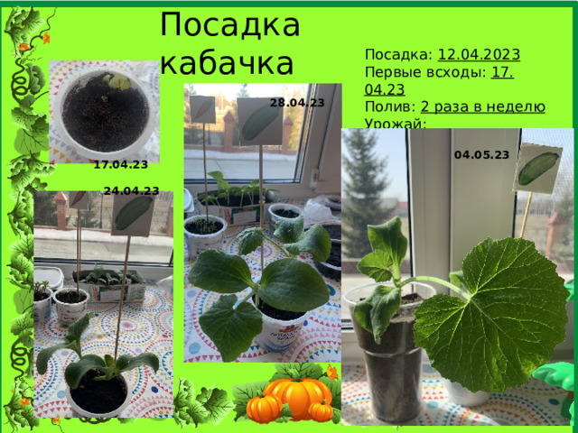 Посадка кабачка Посадка: 12.04.2023 Первые всходы: 17. 04.23 Полив: 2 раза в неделю Урожай: _____________ 28.04.23 04.05.23 17.04.23 24.04.23 