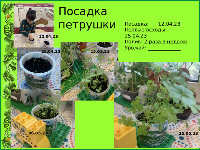Посадка петрушки Посадка: 12.04.23 Первые всходы: 25.04.23 Полив: 2 раза в неделю Урожай: _____________ 12.04.23 25.04.23 15.05.23 06.05.23 25.05.23 
