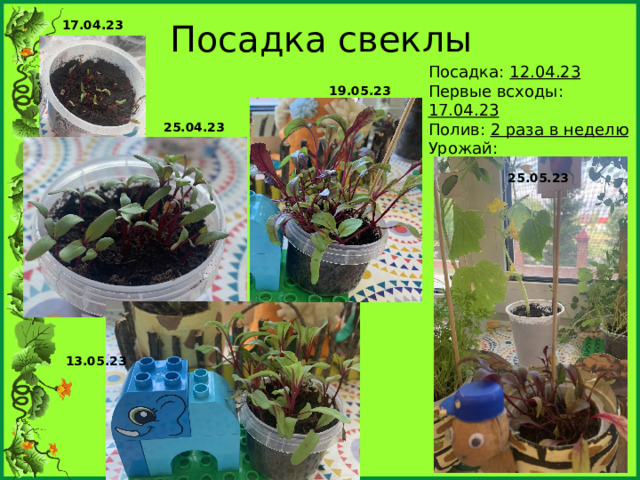 Посадка свеклы 17.04.23 Посадка: 12.04.23 Первые всходы: 17.04.23 Полив: 2 раза в неделю Урожай: _____________ 19.05.23 25.04.23 25.05.23 13.05.23 