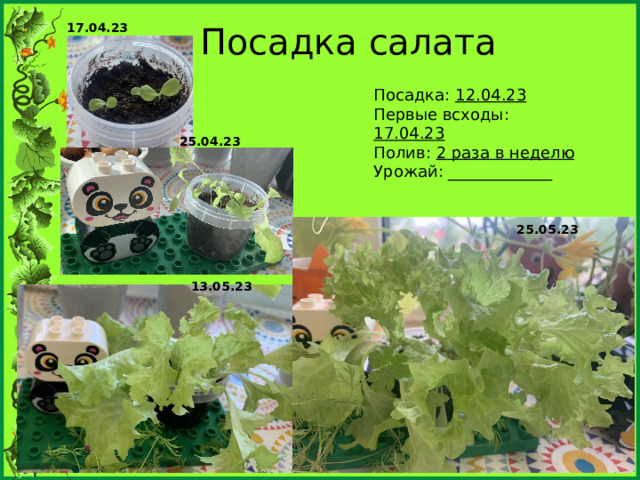 Посадка салата 17.04.23 Посадка: 12.04.23 Первые всходы: 17.04.23 Полив: 2 раза в неделю Урожай: _____________ 25.04.23 25.05.23 13.05.23 