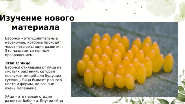Изучение нового материала Бабочки – это удивительные насекомые, которые проходят через четыре стадии развития. Это называется полным превращением. Этап 1: Яйцо. Бабочки откладывают яйца на листьях растений, которые послужат пищей для будущих гусениц. Яйца бывают разного цвета и формы, но все они очень маленькие. Яйцо – это первая стадия развития бабочки. Внутри яйца зарождается будущая гусеница 
