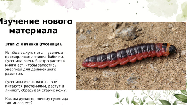 Изучение нового материала Этап 2: Личинка (гусеница). Из яйца вылупляется гусеница – прожорливая личинка бабочки. Гусеница очень быстро растет и много ест, чтобы запастись энергией для дальнейшего развития. Гусеницы очень важны, они питаются растениями, растут и линяют, сбрасывая старую кожу. Как вы думаете, почему гусеница так много ест? 